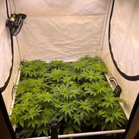 Banana Punch & Co. ;) growlog timeline photo