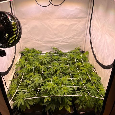 Banana Punch & Co. ;) growlog timeline photo