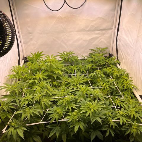 Banana Punch & Co. ;) growlog timeline photo