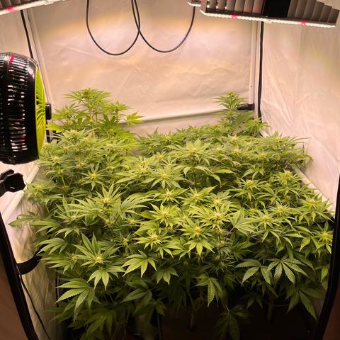 Banana Punch & Co. ;) growlog timeline photo
