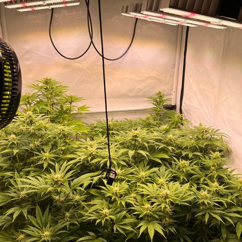 Banana Punch & Co. ;) growlog timeline photo