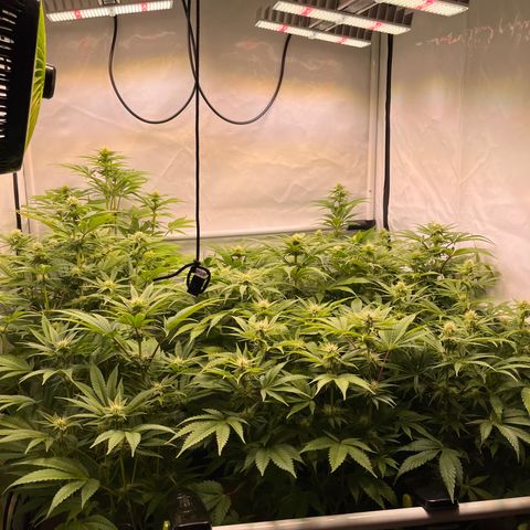 Banana Punch & Co. ;) growlog timeline photo
