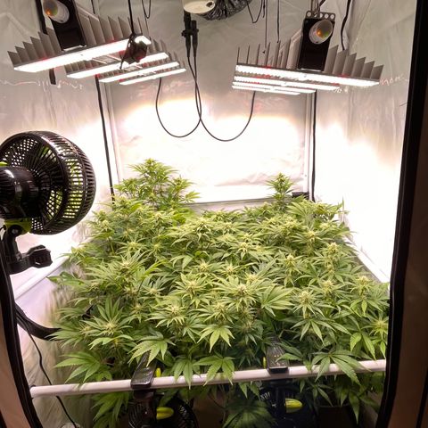 Banana Punch & Co. ;) growlog timeline photo