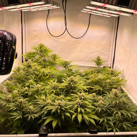 Banana Punch & Co. ;) growlog timeline photo