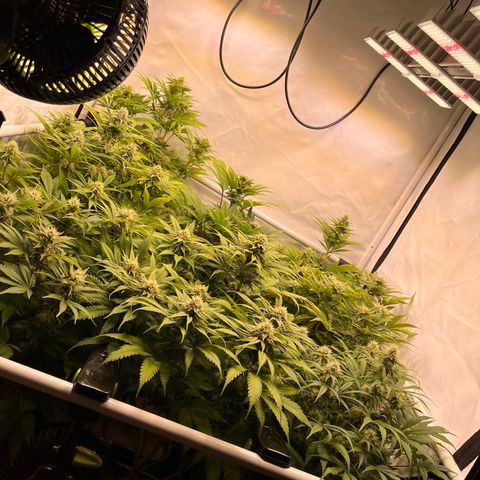 Banana Punch & Co. ;) growlog timeline photo