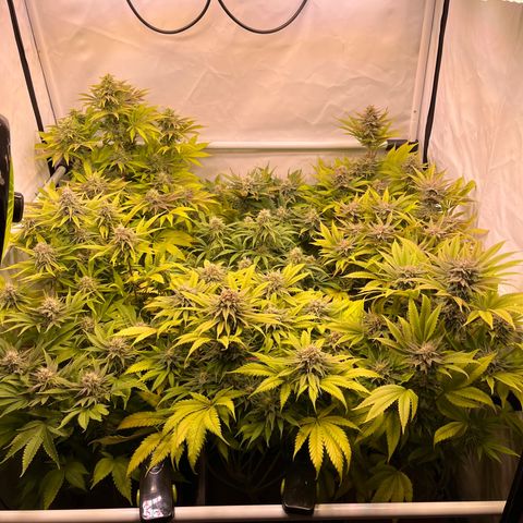 Banana Punch & Co. ;) growlog timeline photo