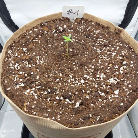 Nr 01 growlog photo: Einzug ins Zelt
Endtopf