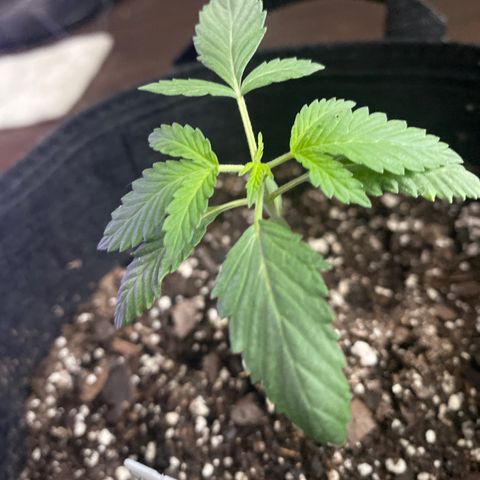 Rando #2 growlog photo: Fimmed