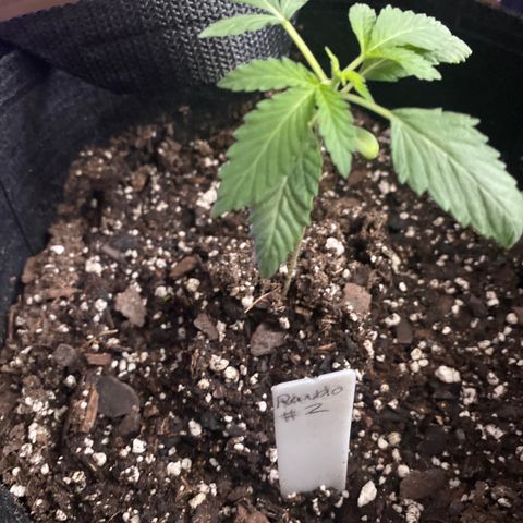 Rando #2 growlog timeline photo