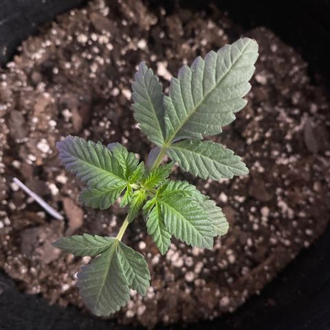 Purp #1 growlog photo: Fimmed