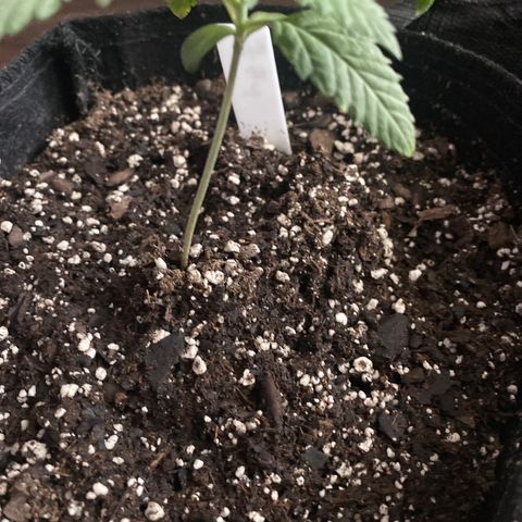 Kyle #2 growlog timeline photo