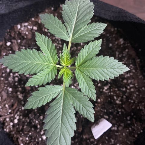 Kyle #1 growlog timeline photo