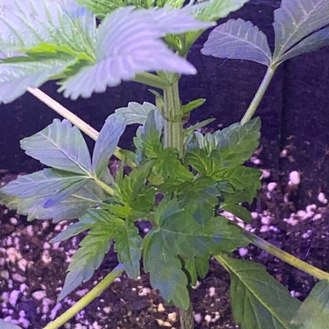 Kyle #1 growlog timeline photo