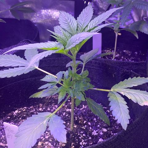 Kyle #1 growlog timeline photo