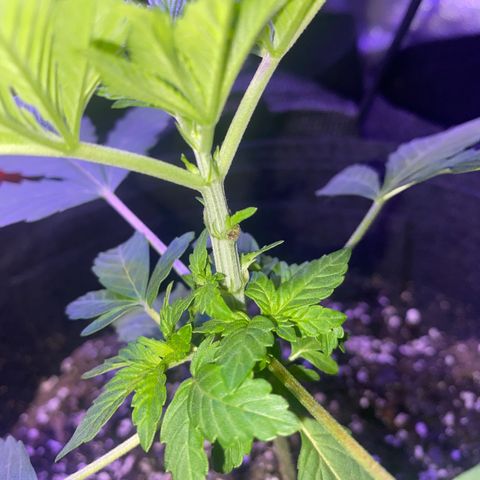 Kyle #1 growlog timeline photo