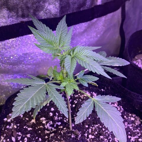Kyle #2 growlog timeline photo