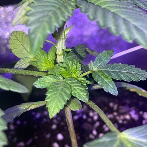 Kyle #2 growlog timeline photo