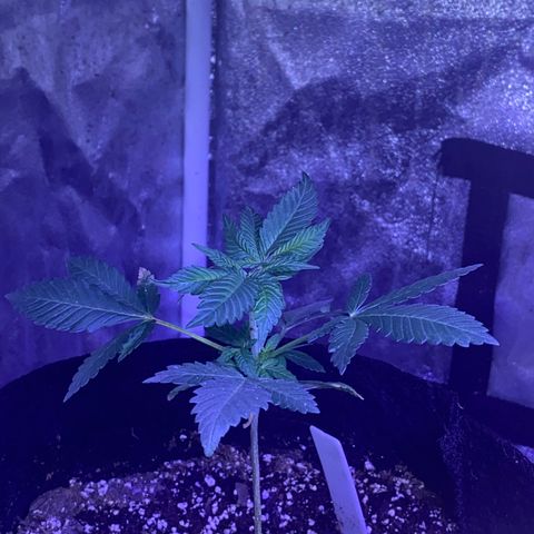 Purp #1 growlog timeline photo
