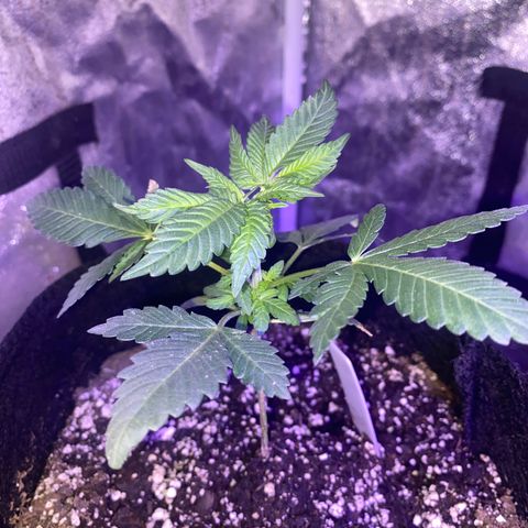 Purp #1 growlog timeline photo