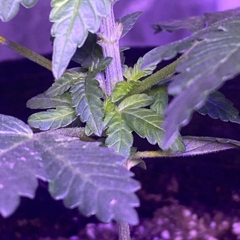 Purp #1 growlog timeline photo
