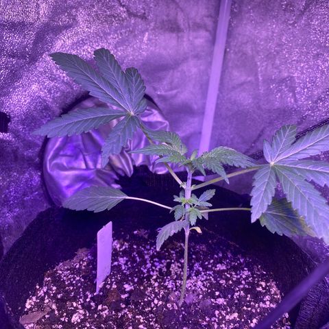 Rando #1 growlog timeline photo