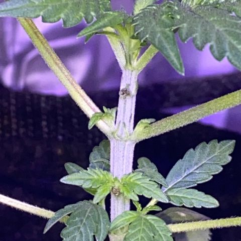 Rando #1 growlog timeline photo