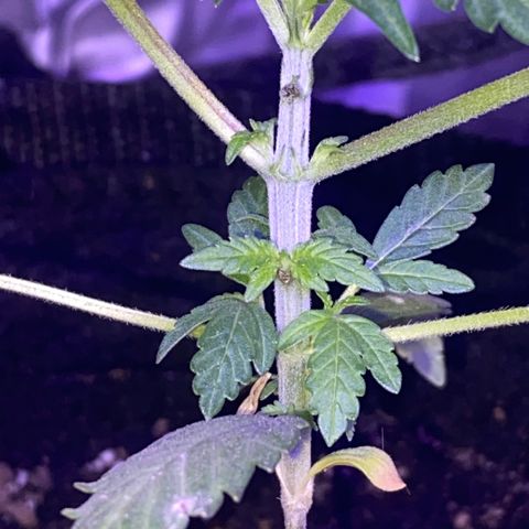 Rando #1 growlog timeline photo