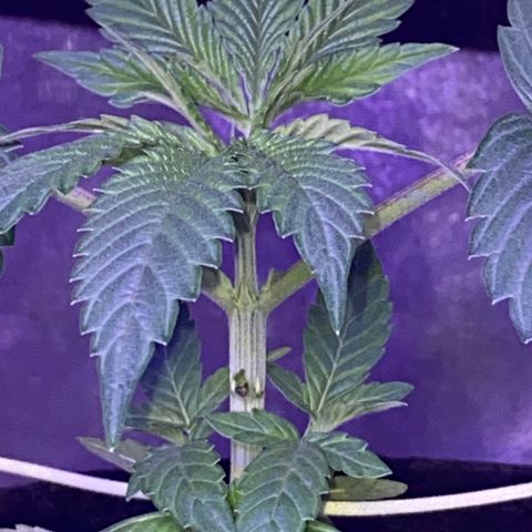Rando #2 growlog timeline photo