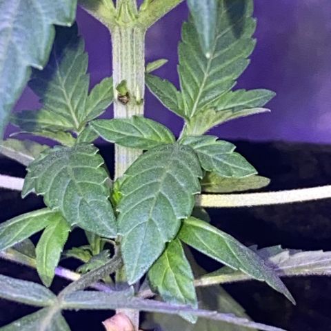 Rando #2 growlog timeline photo