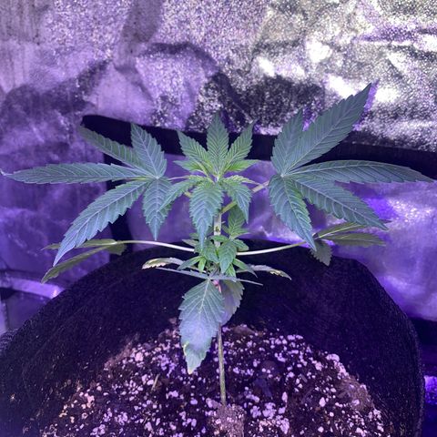 Rando #2 growlog timeline photo
