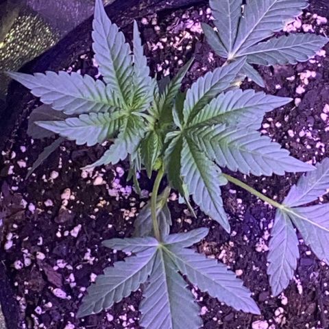 Kyle #2 growlog timeline photo