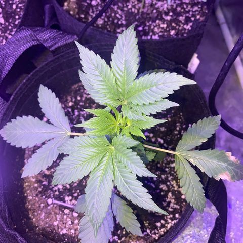 Kyle #1 growlog timeline photo