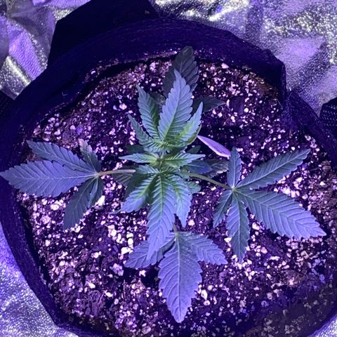 Purp #1 growlog timeline photo