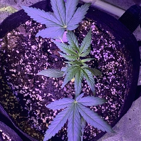 Rando #1 growlog timeline photo