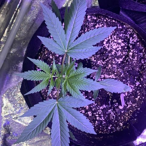 Rando #2 growlog timeline photo