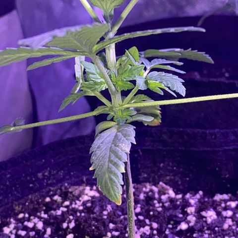 Kyle #2 growlog timeline photo