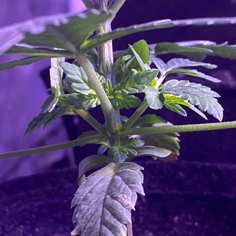 Kyle #2 growlog timeline photo