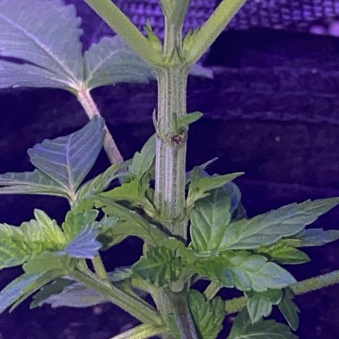Kyle #1 growlog timeline photo