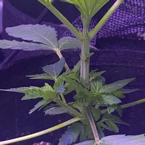 Kyle #1 growlog timeline photo