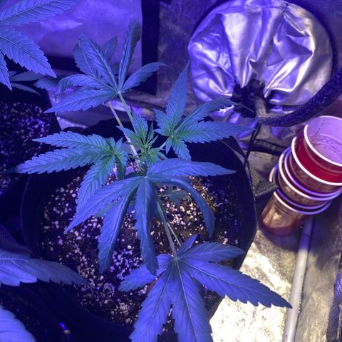 Rando #1 growlog photo: Nitro toxicity suspected.  Going to lower nitro. 