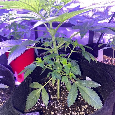 Kyle #1 growlog photo: Looks like clear keeper. 