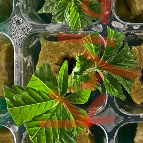 Kyle #2 growlog timeline photo
