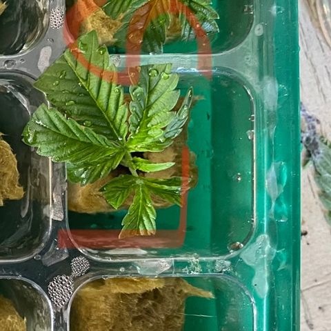 Rando #2 growlog timeline photo