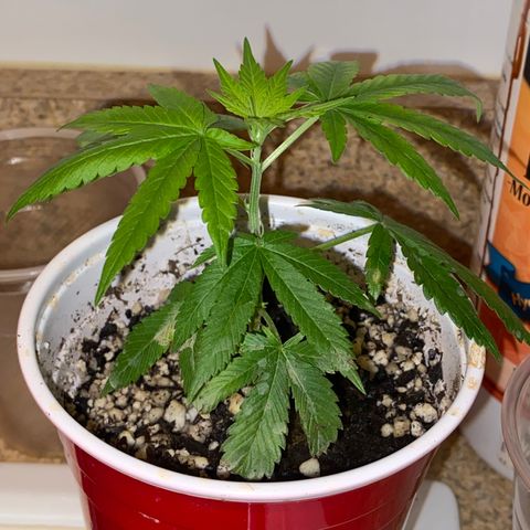 Kyle #1 growlog photo: Clone