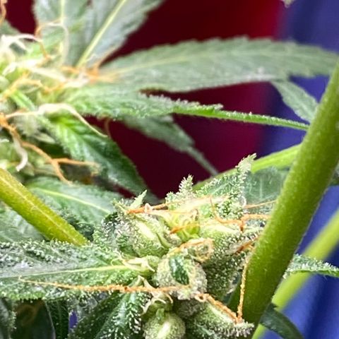 Rando #1 growlog photo: Possible seeds