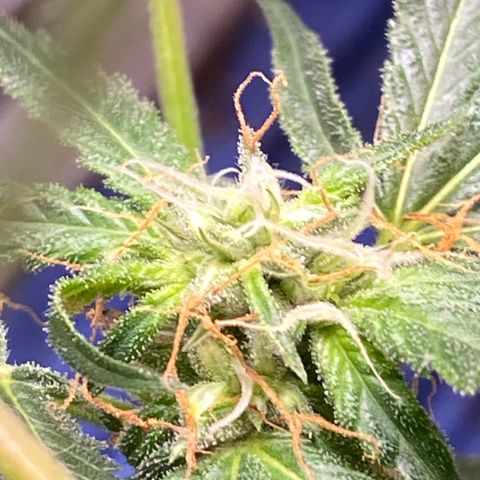 Rando #1 growlog photo: Possible seeds
