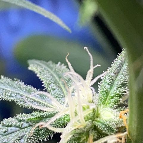 Rando #1 growlog photo: Possible seeds