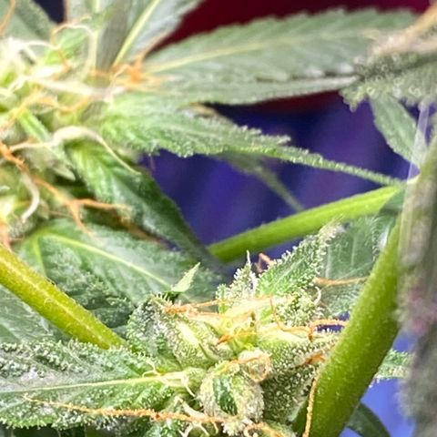 Rando #1 growlog photo: Possible seeds