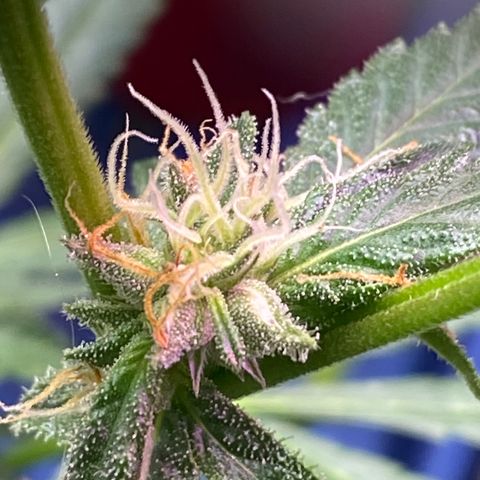 Rando #1 growlog photo: Possible seeds