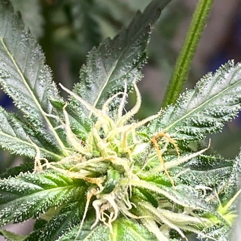 Rando #1 growlog photo: Possible seeds